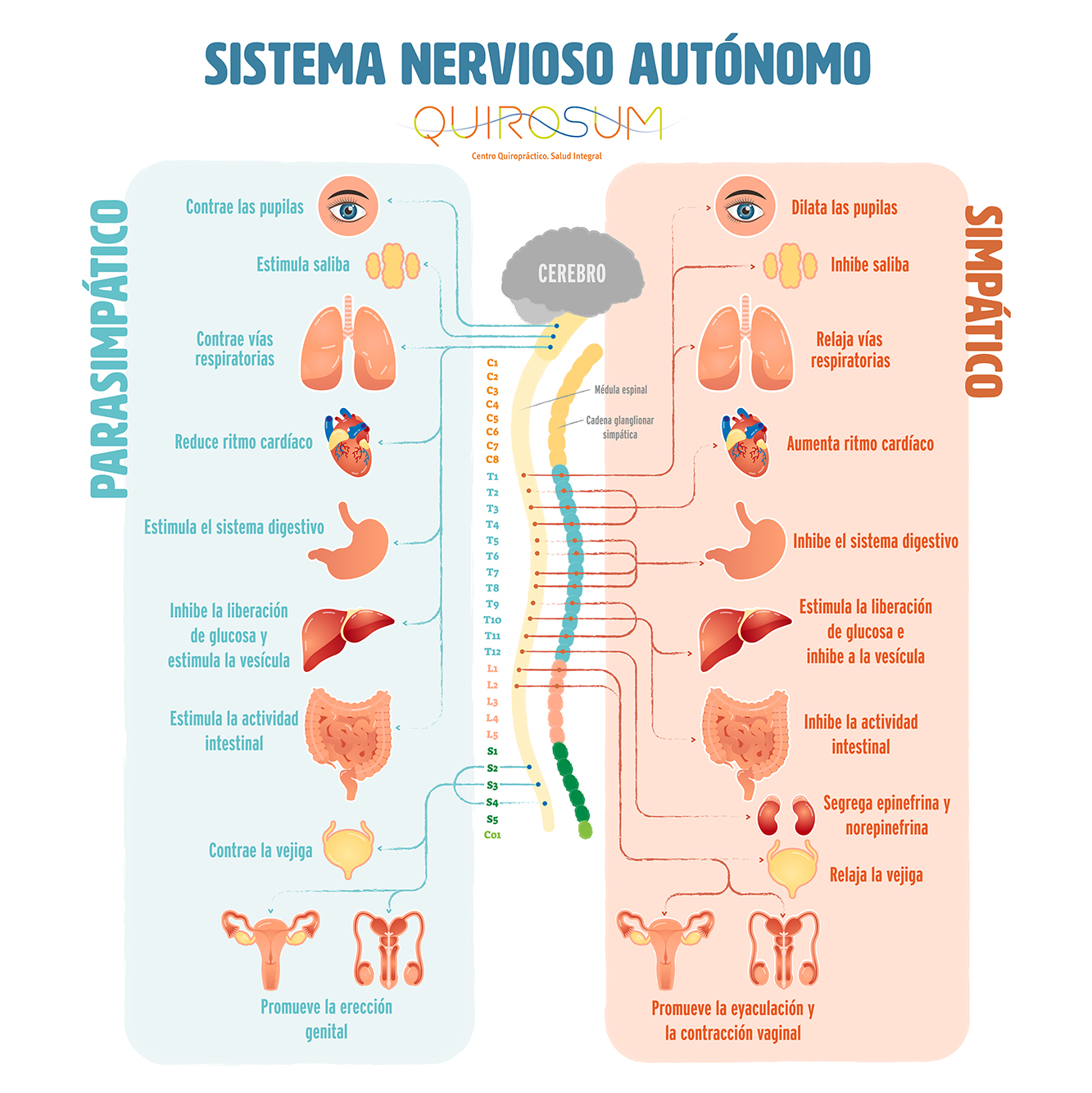 sistema nervioso cómo funciona