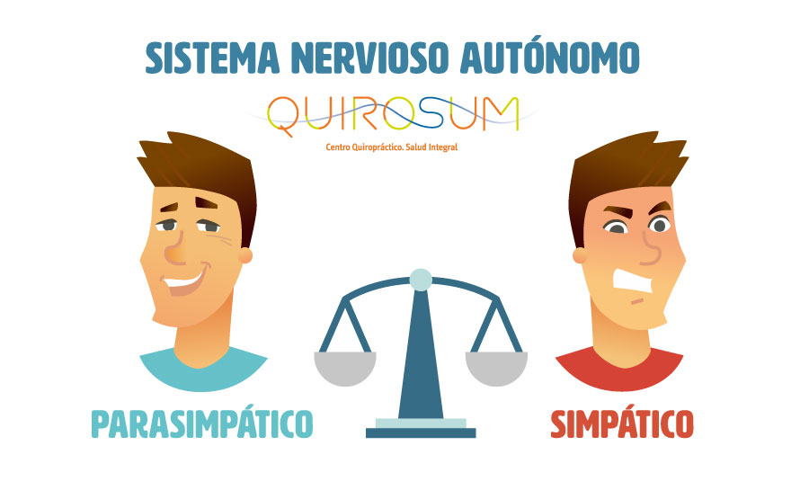 Sistema nervioso autónomo