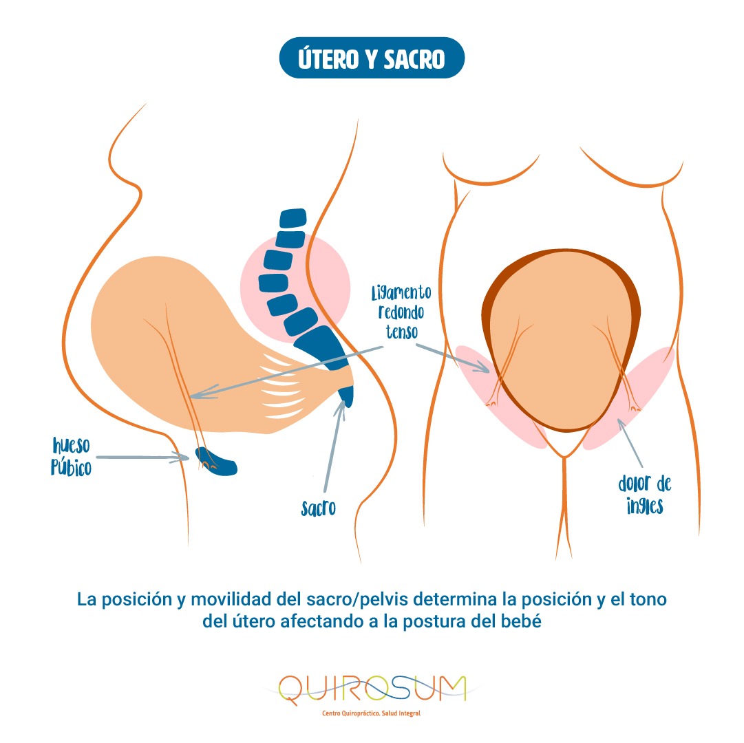 embarazo-gestacion-utero