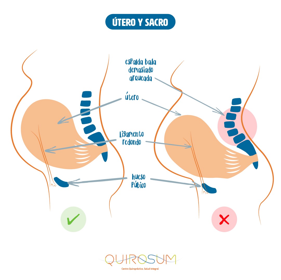 embarazo-utero-quiropractica